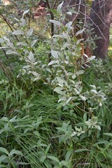 Salix eastwoodiae
