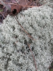 Cladonia subtenuis