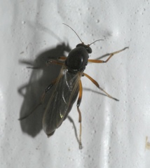 Palpomyia