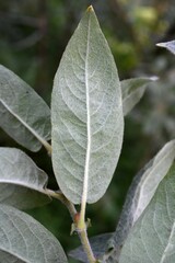 Salix eastwoodiae