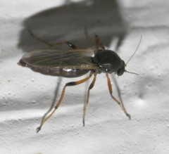 Palpomyia