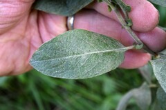 Salix eastwoodiae