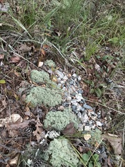 Cladonia subtenuis