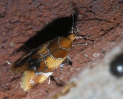 Epicallima argenticinctella