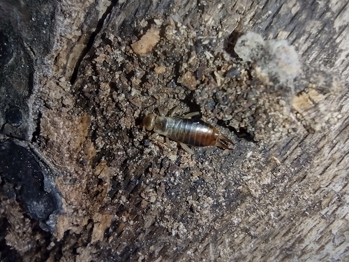 Prave uholaže (Forficulidae)