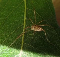 Paroligolophus agrestis