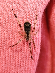 Episinus maculipes