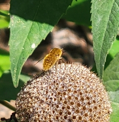 Sparnopolius confusus