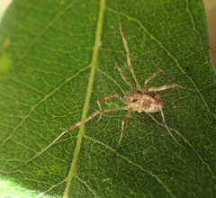 Paroligolophus agrestis