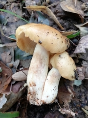 Russula foetens