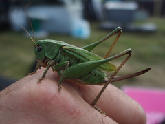 Tettigoniinae