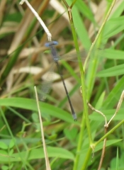 Lestidae
