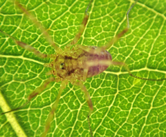 Paroligolophus agrestis
