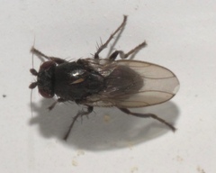 Limosininae