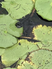 Emydidae