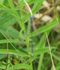 Lestidae