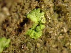 Riccia cavernosa