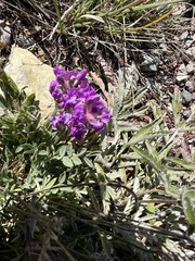 Oxytropis