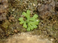Riccia cavernosa