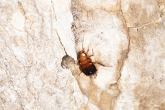 Parcoblatta pennsylvanica