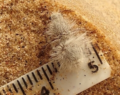 Dasymutilla gloriosa