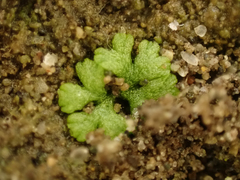 Riccia cavernosa