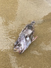 Scorpaenidae