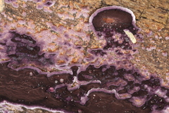 Phlebiopsis crassa