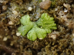 Riccia cavernosa