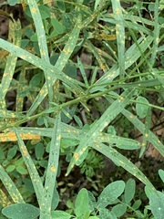 Coleosporium solidaginis