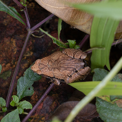 Microhyla