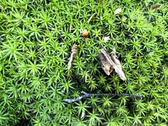 Polytrichum formosum