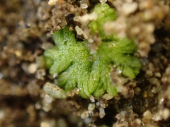Riccia cavernosa