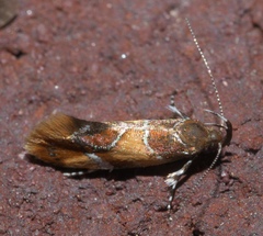Epicallima argenticinctella