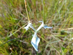 Moraea tripetala