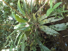 Cyclanthus bipartitus