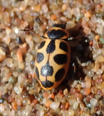 Naemia seriata