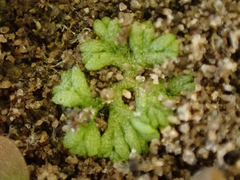 Riccia cavernosa