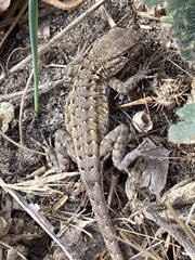 Uta stansburiana elegans