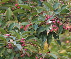 Malus hupehensis