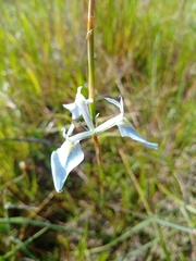 Moraea tripetala
