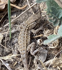 Uta stansburiana elegans