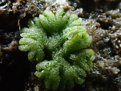 Riccia cavernosa