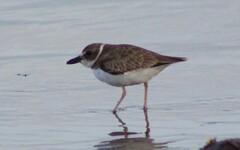 Charadrius wilsonia