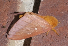 Anisota virginiensis