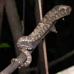 Craspedocephalus malabaricus