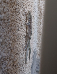 Podarcis guadarramae guadarramae