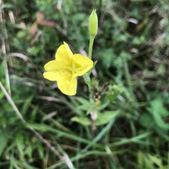 Oenothera biennis
