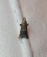 Eulogia ochrifrontella