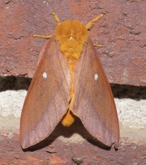 Anisota virginiensis